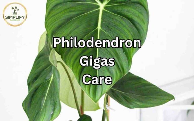 Houseplant showing philodendron gigas care — growing and care advice at simplifygardening.com