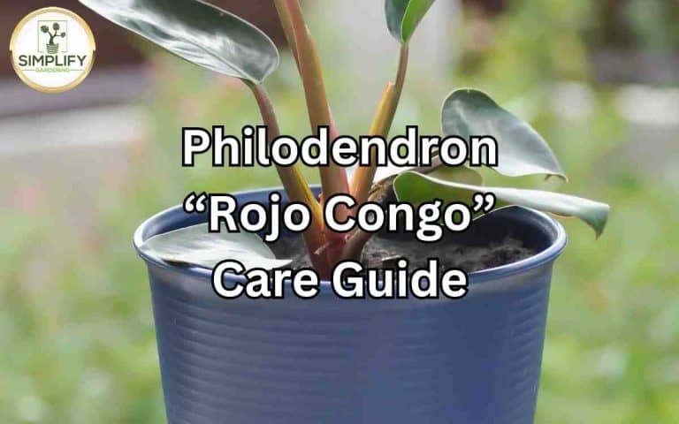Houseplant showing philodendron rojo congo care guide — growing and care advice at simplifygardening.com