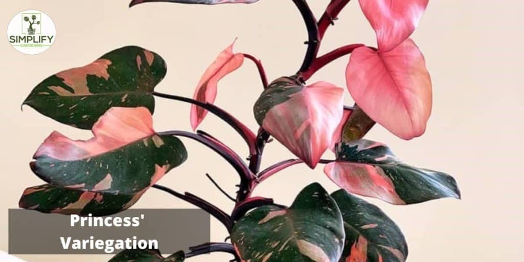 Why Are Pink Princess Philodendrons So Expensive? Simplify Gardening