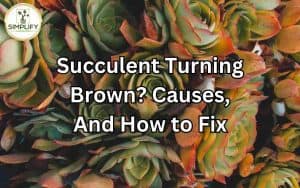 A close-up of a succulent plant with brown leaves, illustrating the issue of succulents turning brown.