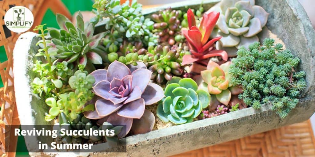 How to Revive a Succulent Simplify Gardening