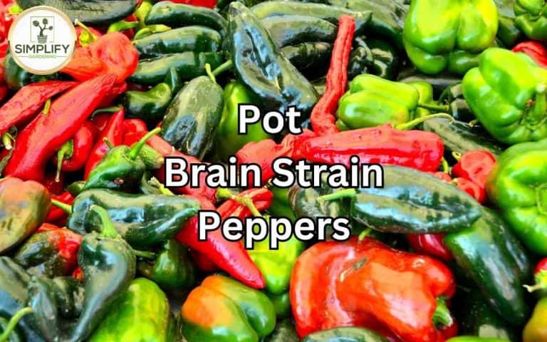 Amazing passion pot brain strain peppers showing a well-managed vegetable growing space for maximum seasonal yield
