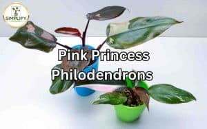 A Pink Princess Philodendron plant with its distinctive heart-shaped leaves showcasing variegated shades of pink, white, and green.