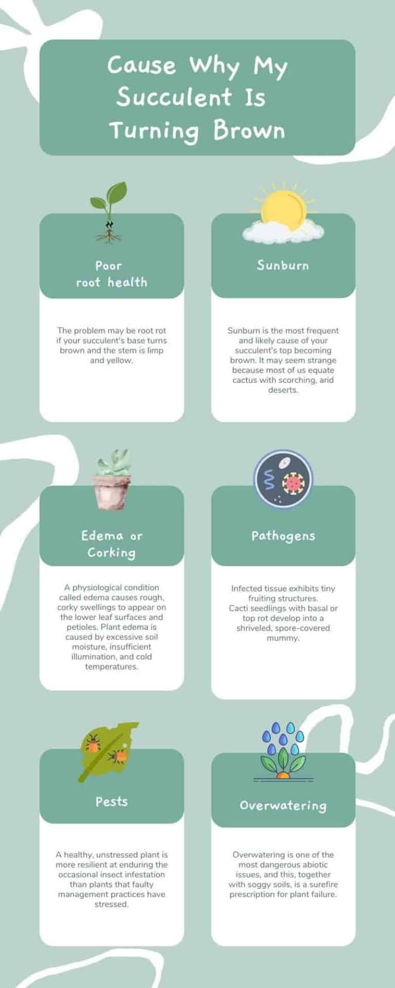 Succulent Turning Brown? Causes, And How to Fix Simplify Gardening