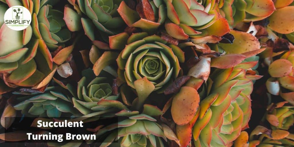Succulent Turning Brown? Causes, And How to Fix Simplify Gardening