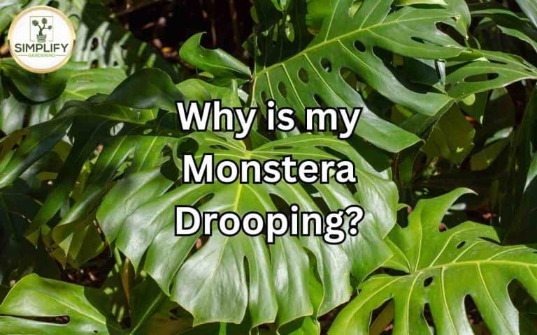 Houseplant showing monstera drooping — growing and care advice at simplifygardening.com