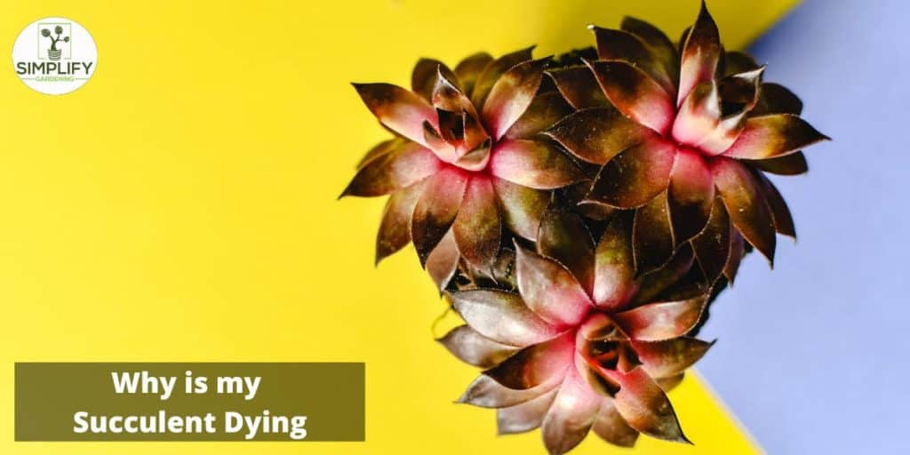 Succulent Dying? Causes, Mistakes And How to Avoid Them Simplify