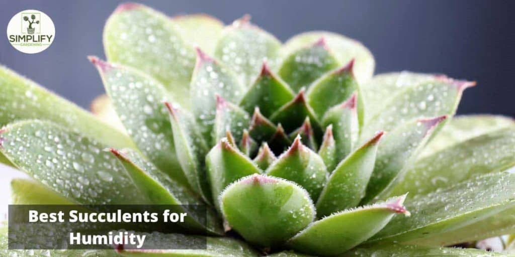 Best Succulents for Humid Rooms In Your Home Simplify Gardening
