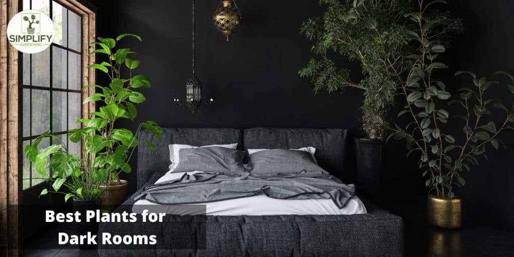 What Are the Best Plants for Dark Rooms? - Simplify Gardening