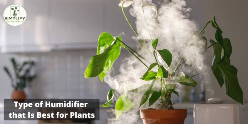 What Type of Humidifier Is Best for Plants? Simplify Gardening