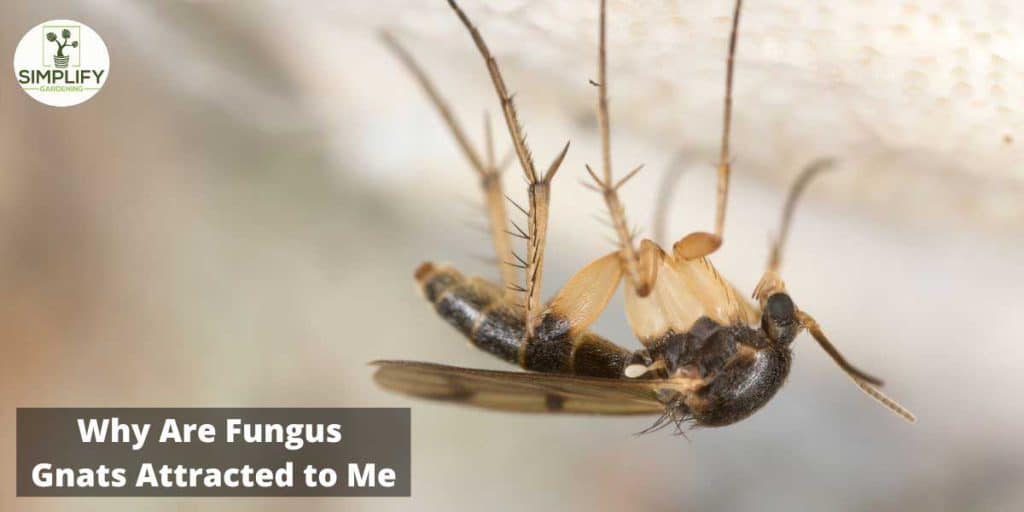 Why Are Fungus Gnats Attracted to Me? Know the Facts! Simplify Gardening