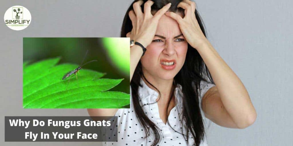 Why Do Fungus Gnats Fly In Your Face? What you Need To know Simplify