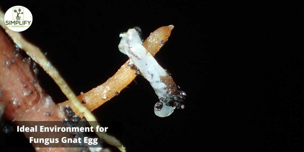 Why Do Fungus Gnats Fly In Your Face? What you Need To know Simplify