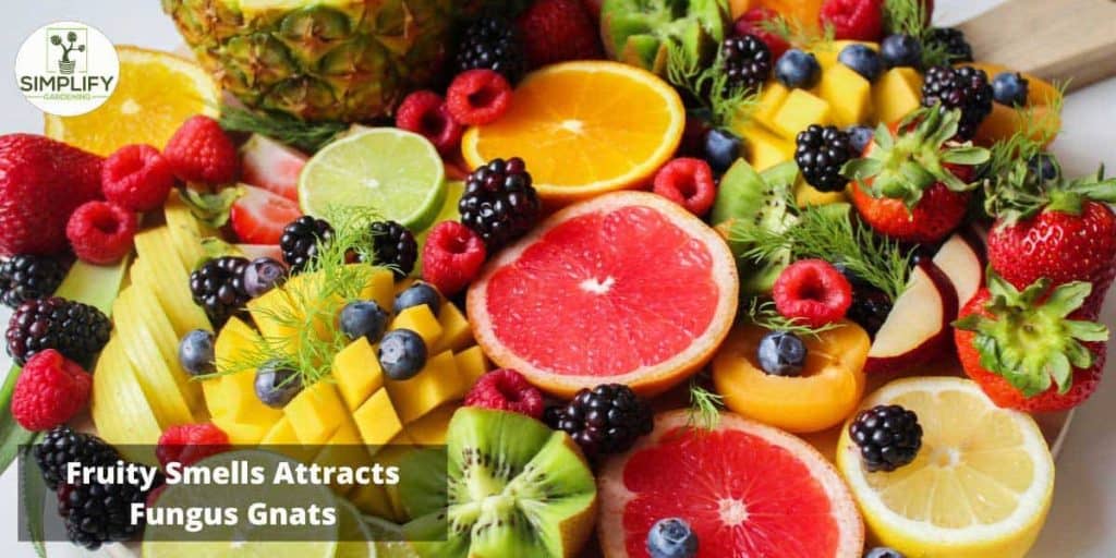 Why Are Fungus Gnats Attracted to Me? Know the Facts! Simplify Gardening