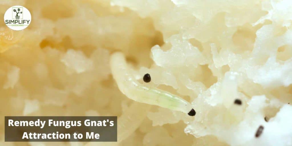 Why Are Fungus Gnats Attracted to Me? Know the Facts! Simplify Gardening