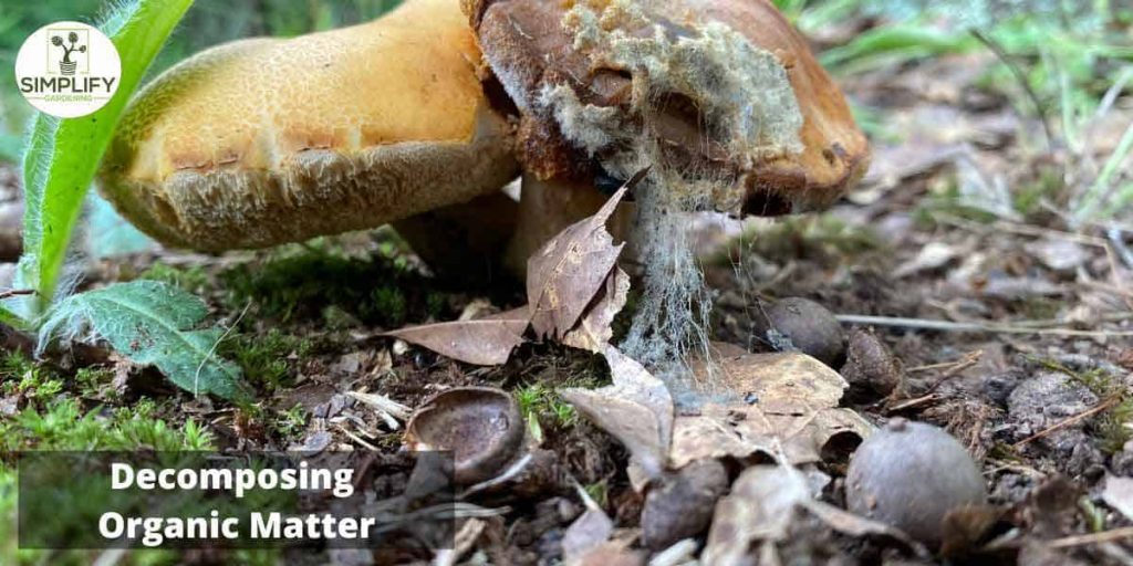 Why Do Fungus Gnats Fly In Your Face? What you Need To know Simplify