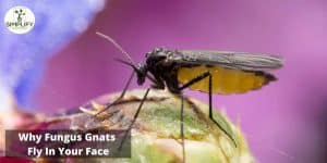 Why Are Fungus Gnats Attracted to Me? Know the Facts! - Simplify Gardening