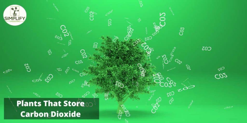 What Are the Best Plants for Carbon Capture? Simplify Gardening