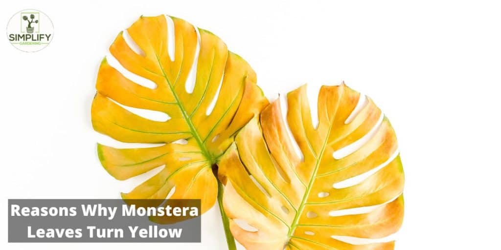 The Ultimate Guide to Monstera Leaves Turning Yellow Simplify Gardening