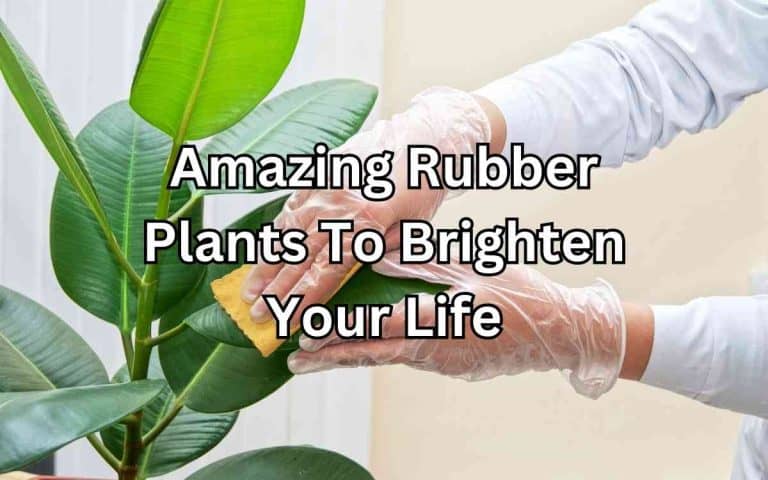 Amazing rubber plants with care tips from Tony O'Neill's houseplant guides at simplifygardening.com