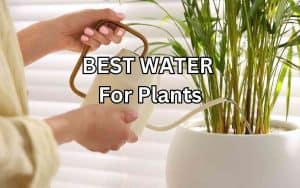 A woman wearing a floral print dress waters a kentia palm in a white pot using a modern watering can. The best water for plants is being poured onto the soil.