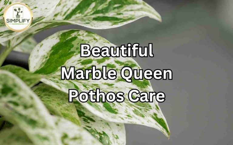Beautiful marble queen pothos care with care tips from Tony O'Neill's houseplant guides at simplifygardening.com