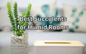 A green succulent plant in a decorative pot placed on a coffee table. Best Succulents for Humid Rooms.