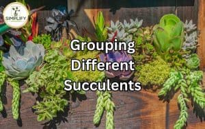 Assortment of different succulents arranged in a beautifully grouped display, showcasing the art of grouping succulents.