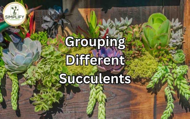 Grouping different succulents create beautiful displays covered in Tony O'Neill's Simplify Gardening at simplifygardening.com