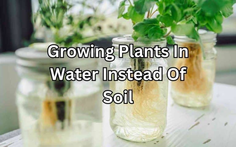 Growing plants water instead soil demonstrating soil health and preparation for productive vegetable growing