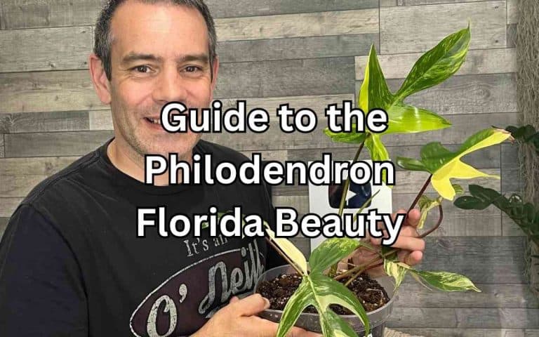 Guide philodendron florida beauty — practical houseplant care guidance from Tony O'Neill at simplifygardening.com