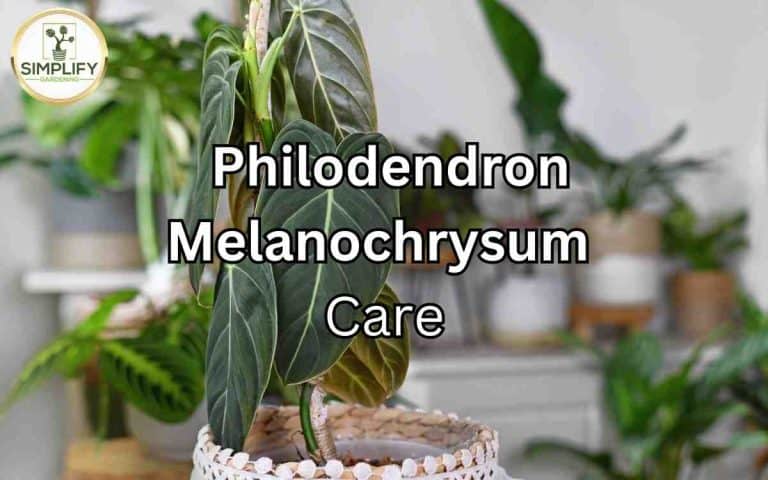 Best care philodendron melanochrysum with care tips from Tony O'Neill's houseplant guides at simplifygardening.com