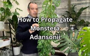 Tony O'Neill's Monstera Adansonii, a climbing plant with heart-shaped leaves, gracefully ascends a moss pole. Learn how to propagate Monstera Adansonii with this captivating image.