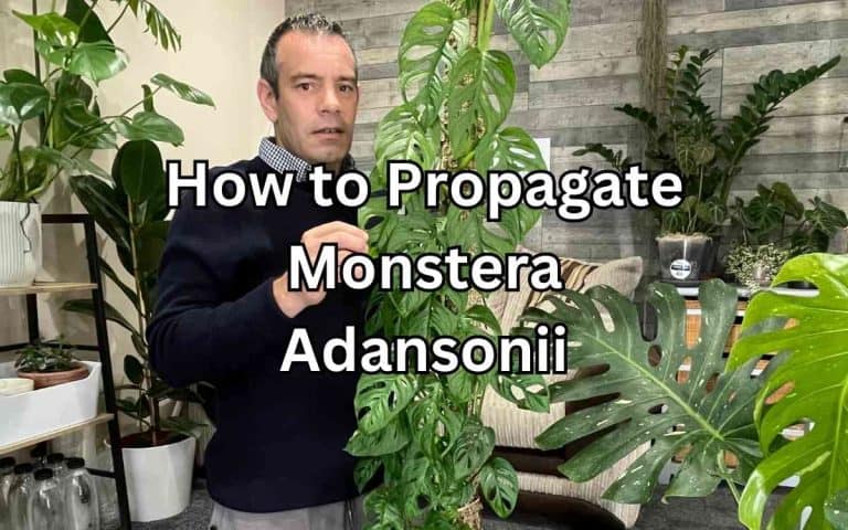 Propagate monstera adansonii with care tips from Tony O'Neill's houseplant guides at simplifygardening.com