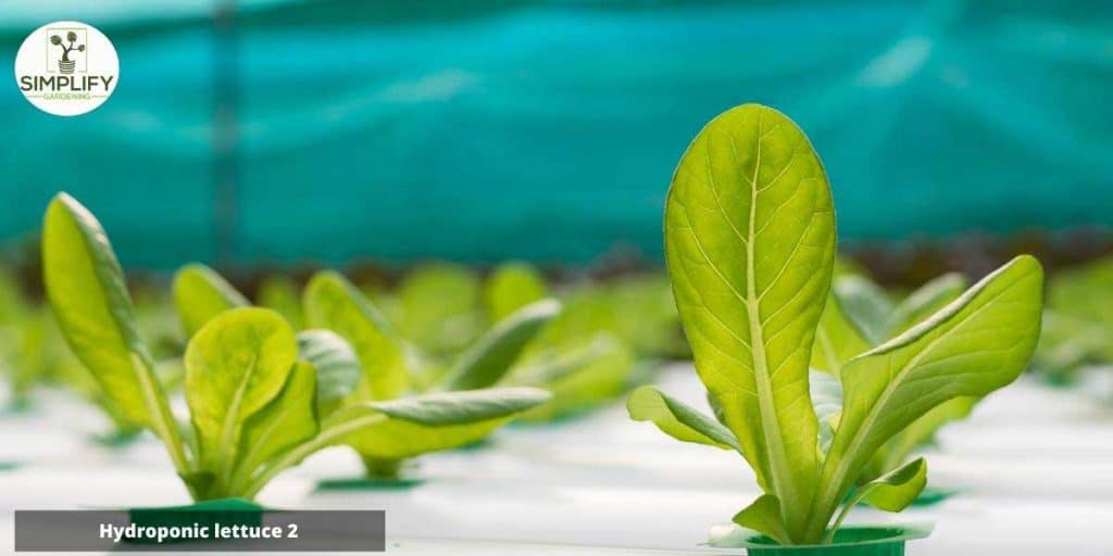 What Are the Best Plants for Hydroponics? Simplify Gardening