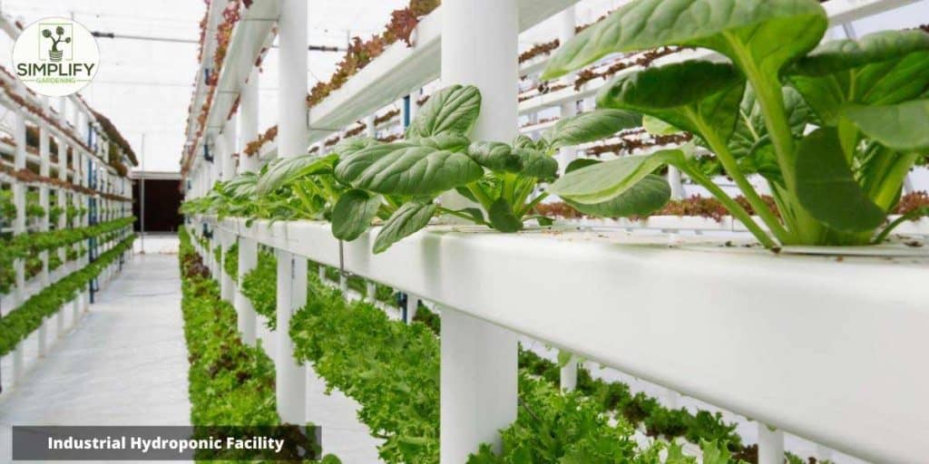 What Are the Best Plants for Hydroponics? Simplify Gardening