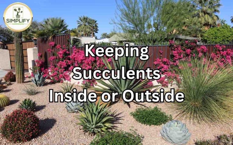 Keeping succulents inside outside — honest, systems-based gardening advice from simplifygardening.com