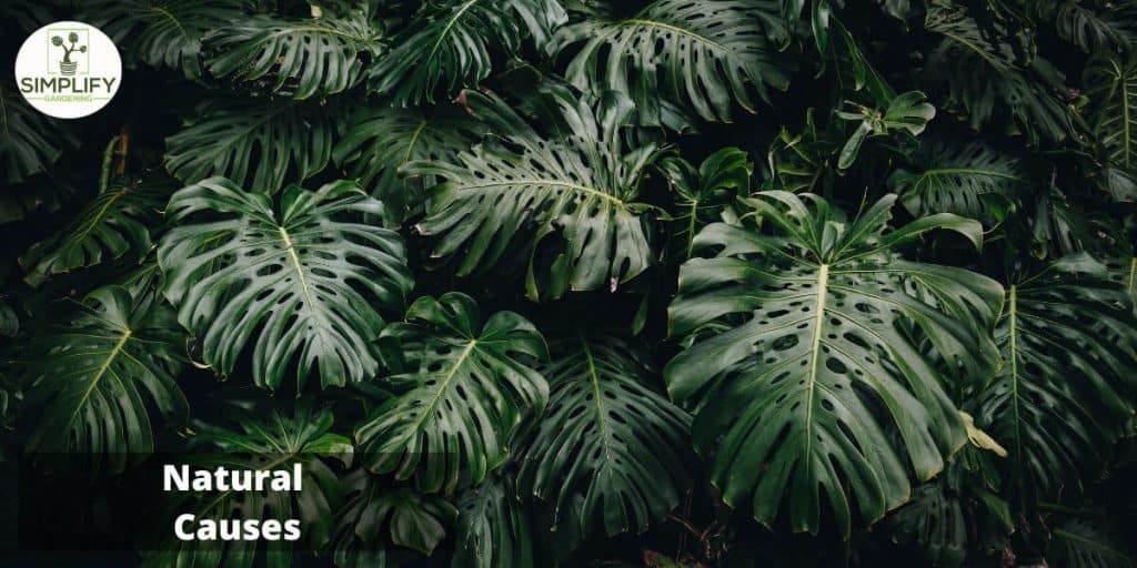 The Ultimate Guide to Monstera Leaves Turning Yellow Simplify Gardening