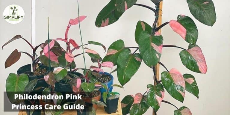 Philodendron Pink Princess Care: Expert Tips for Success! - Simplify ...