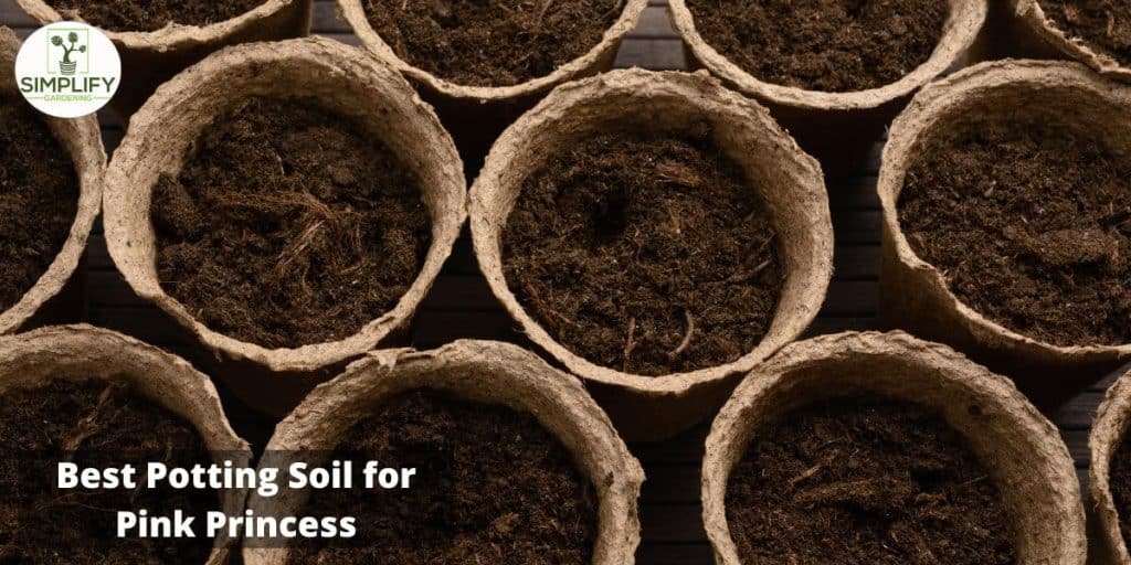 Philodendron Pink Princess Ultimate Care Bring On The Pink Simplify