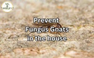 Close-up view of a fungus gnat trapped on a yellow sticky trap, symbolizing the prevention of fungus gnats in the house.