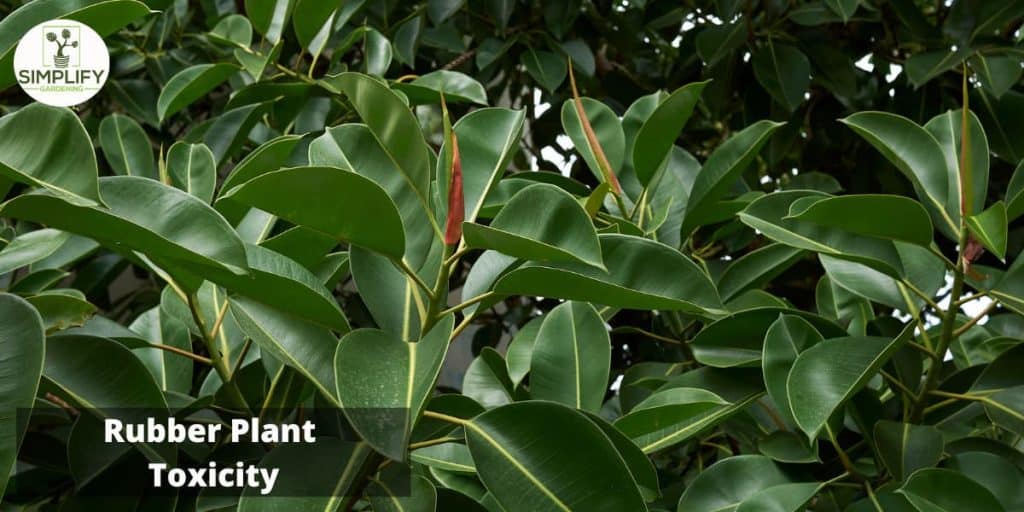 15 Top Amazing Rubber Plants To Brighten Your Life Simplify Gardening