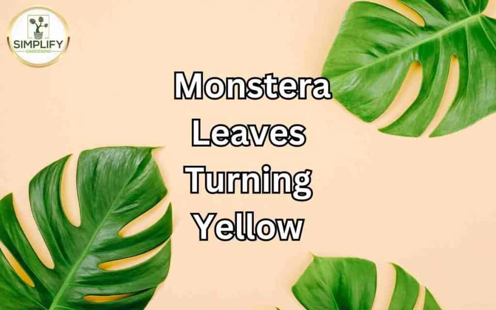 The Ultimate Guide to Monstera Leaves Turning Yellow - Simplify Gardening