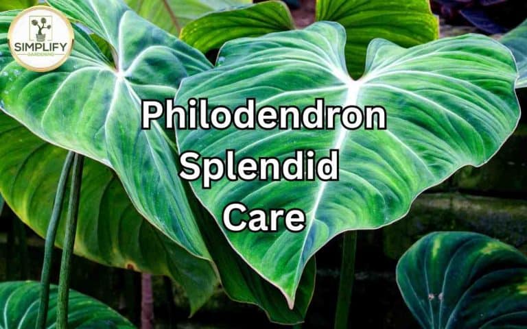 Top philodendron splendid care tips you need now with care tips from Tony O'Neill's houseplant guides at simplifygardening.com