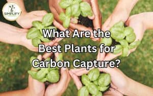 Illustration of a lush green forest with diverse plants and trees, representing the best plants for carbon capture.