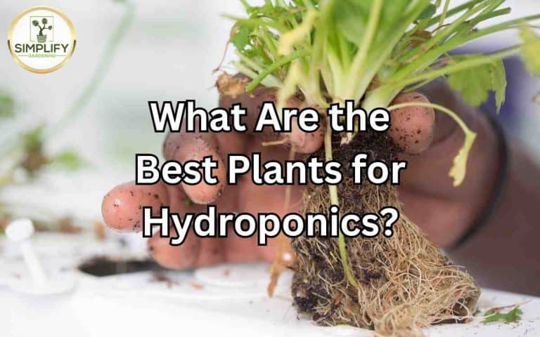 Best plants hydroponics covered in Tony O'Neill's Simplify Gardening at simplifygardening.com