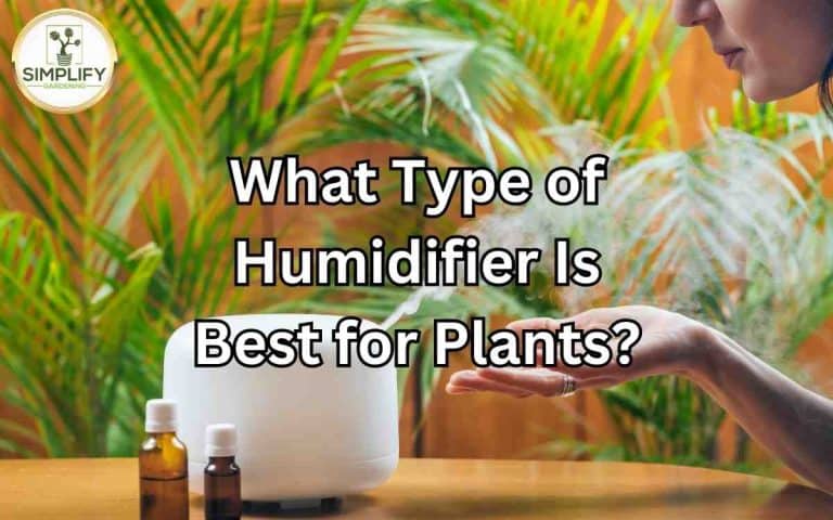 Type humidifier best plants covered in Tony O'Neill's Simplify Gardening at simplifygardening.com