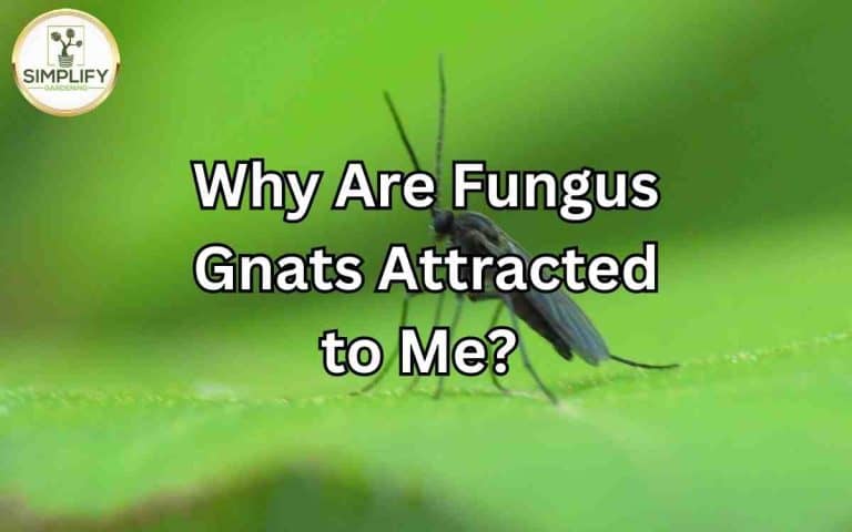 Fungus gnats attracted me know facts in the kitchen garden — covered in Tony O'Neill's pest management guides