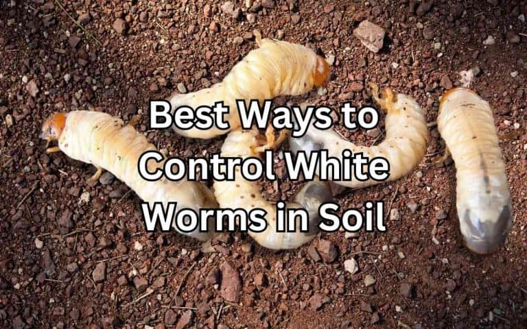 Best ways control white worms soil — healthy soil foundation for vegetable growing at simplifygardening.com
