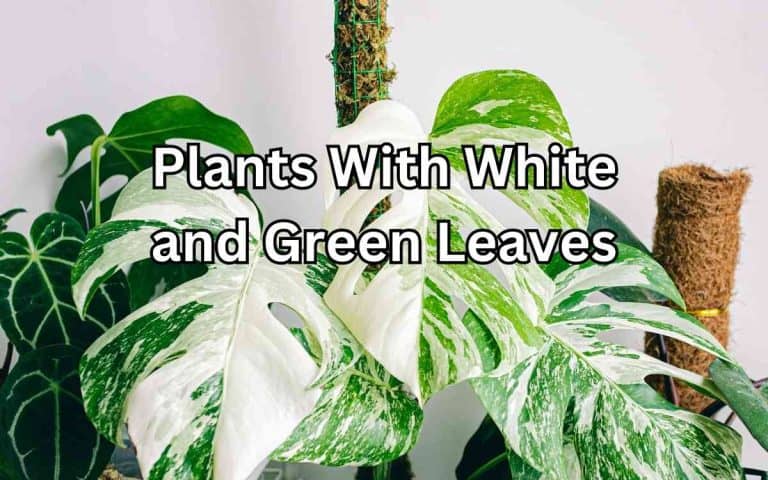 Plants white green leaves — honest, systems-based gardening advice from simplifygardening.com